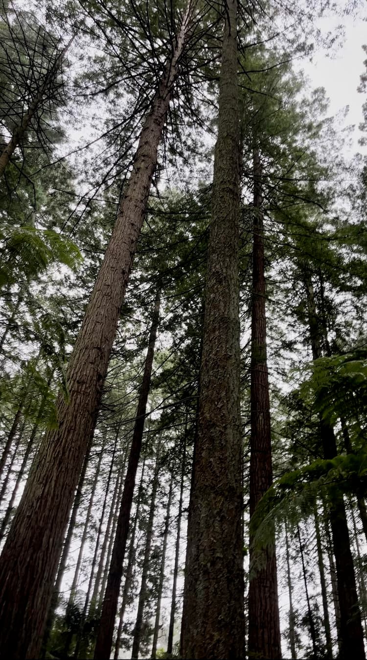 Douglas-fir timber for custom log homes